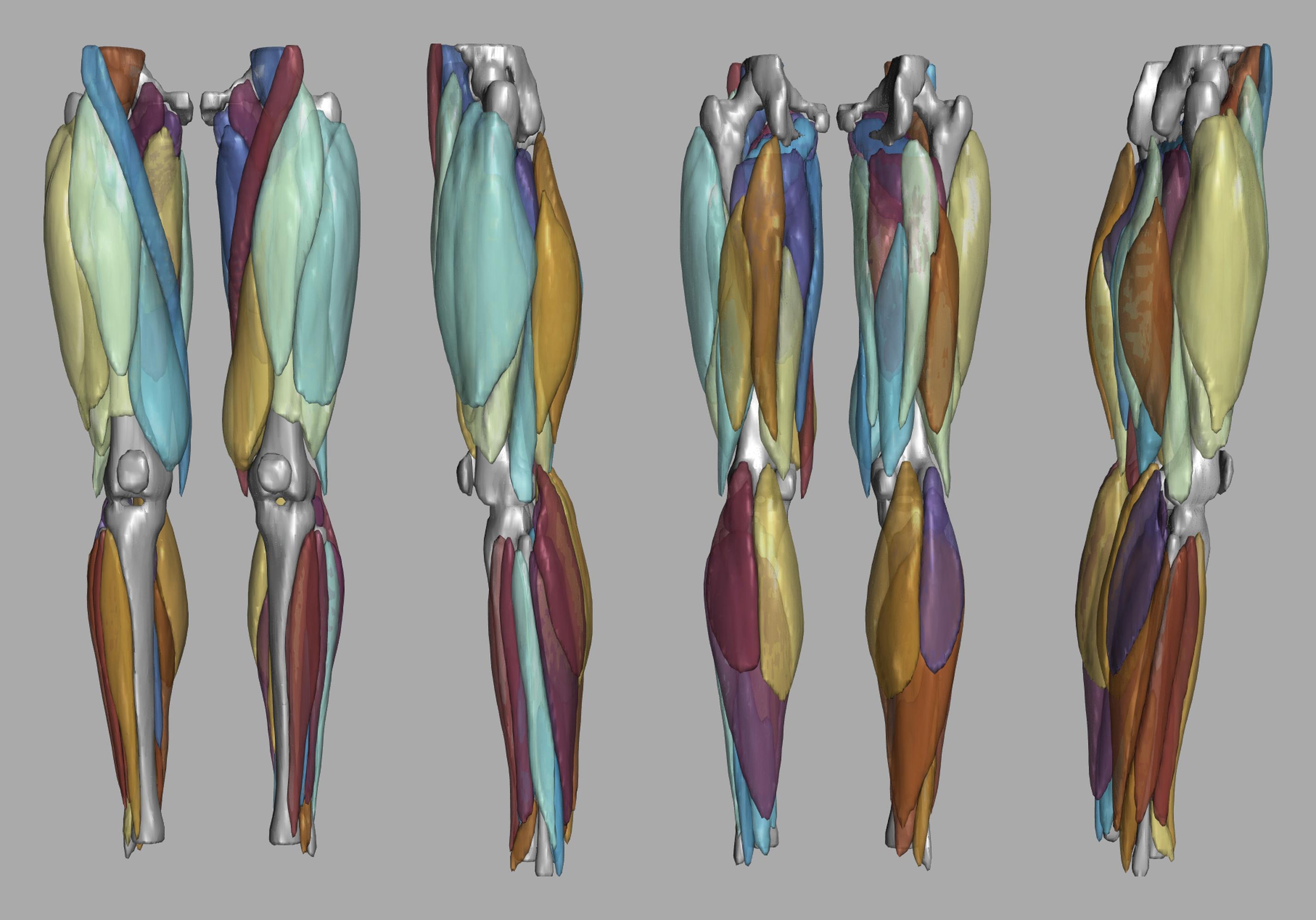 3D render of automated muscle segmentation labels generated using a CNN UNET.